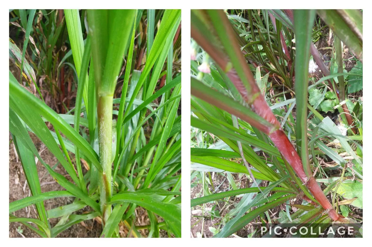 The fuzz in leaves and stem - Photograph taken by me, edited in PIC.COLLAGE