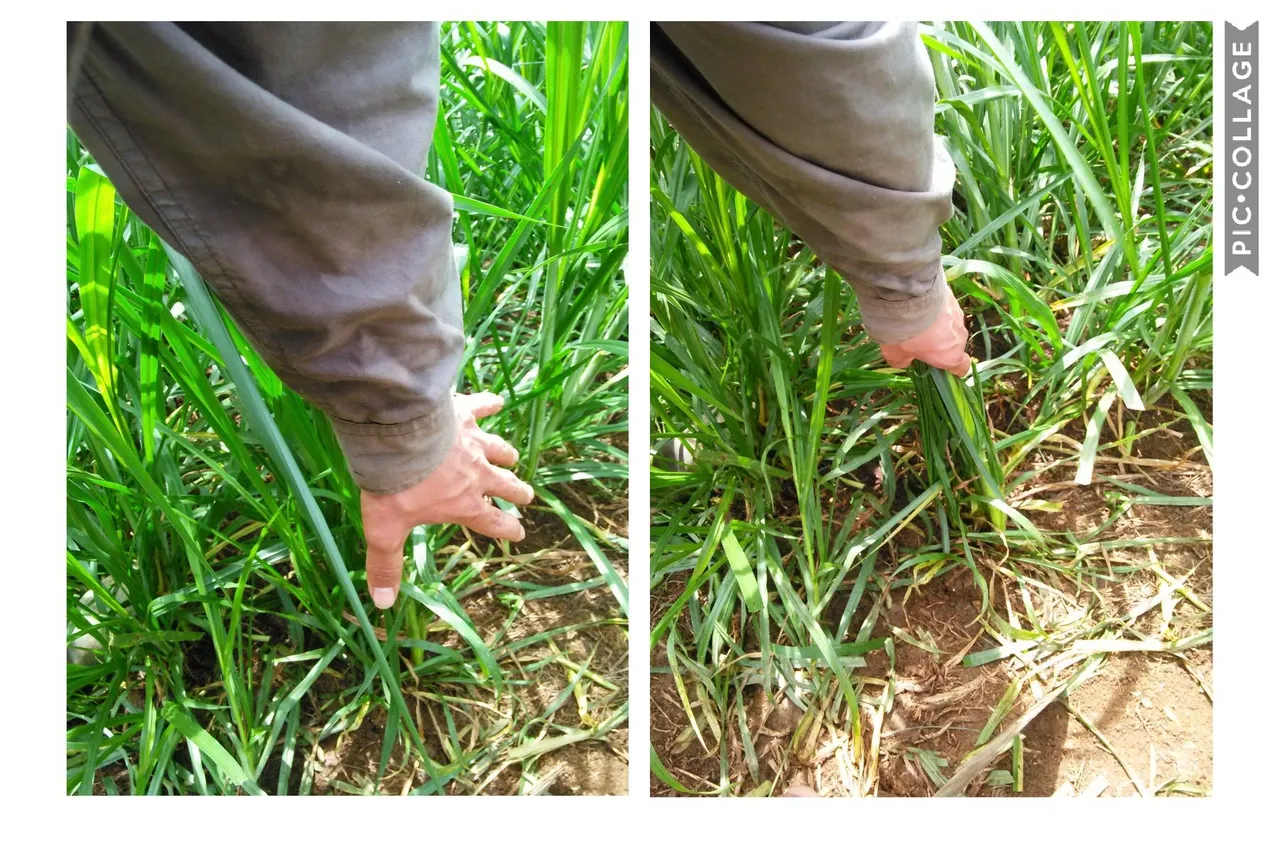 Taking the tall grass - Photograph taken by me, edited in PIC.COLLAGE