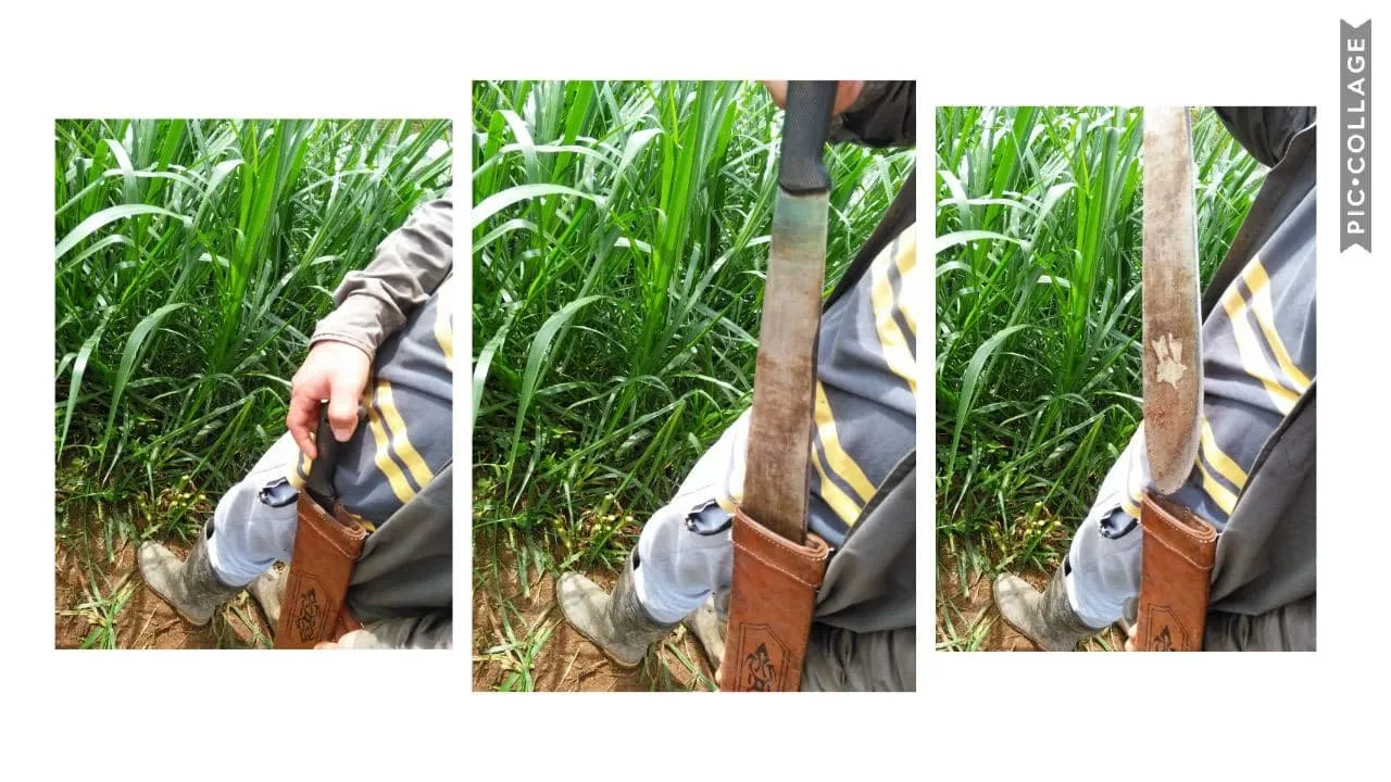 Preparing the machete - Photograph taken by me, edited in PIC.COLLAGE