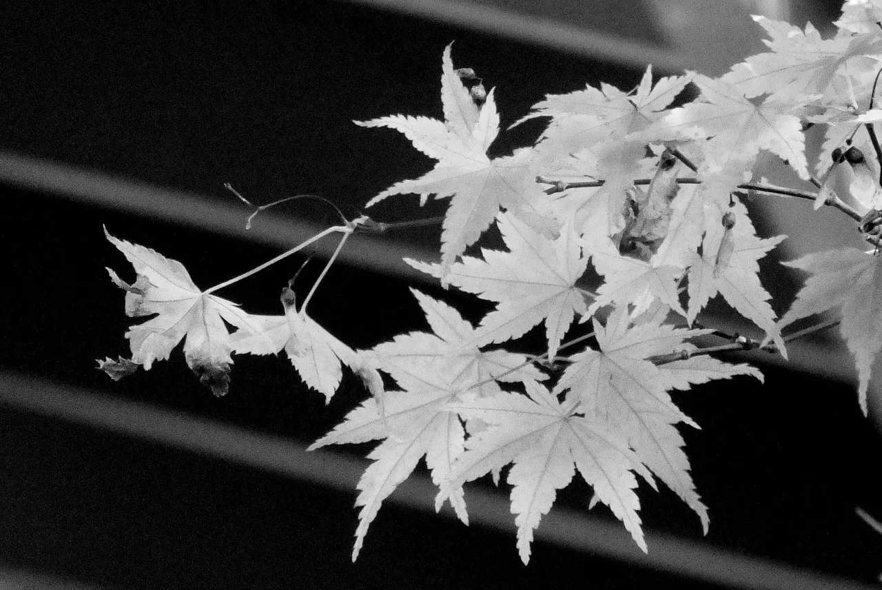 RD0062-BWMapleLeaves.jpg