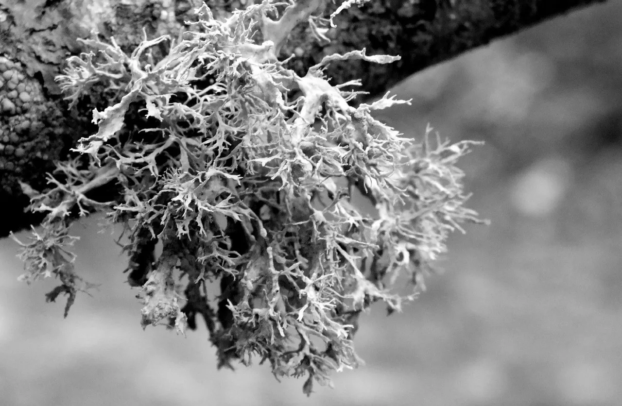 RD0040-Lichen.JPG