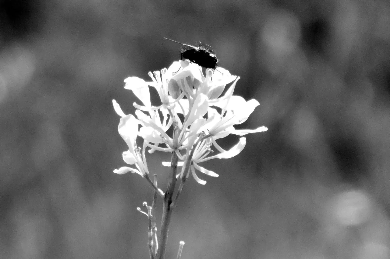 RD0236-MustardFly.jpg
