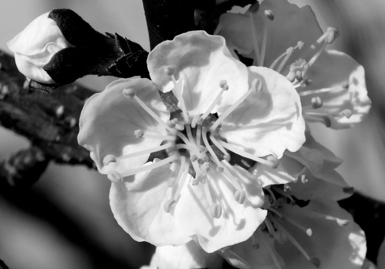 RD0233-BlossomBW.jpg