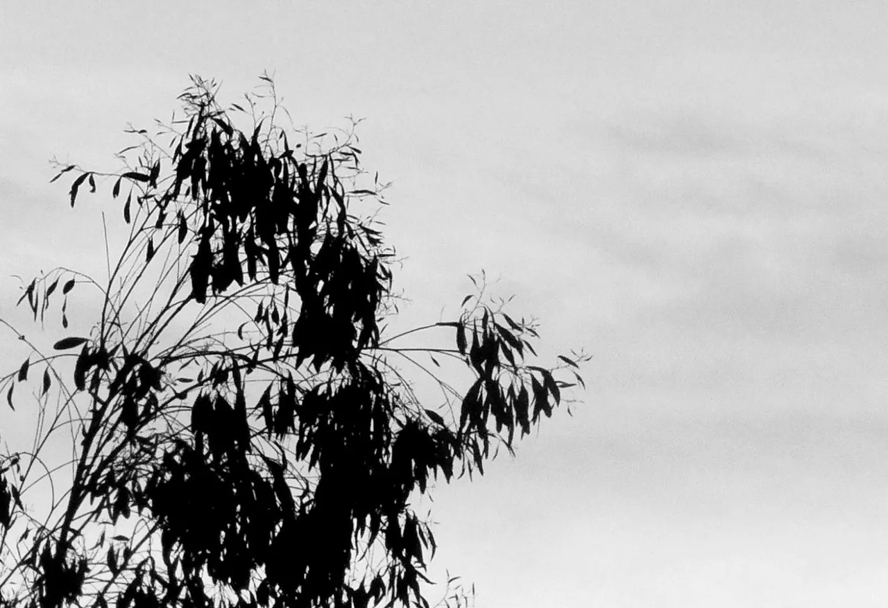 RD0175-BW-Leaves.jpg