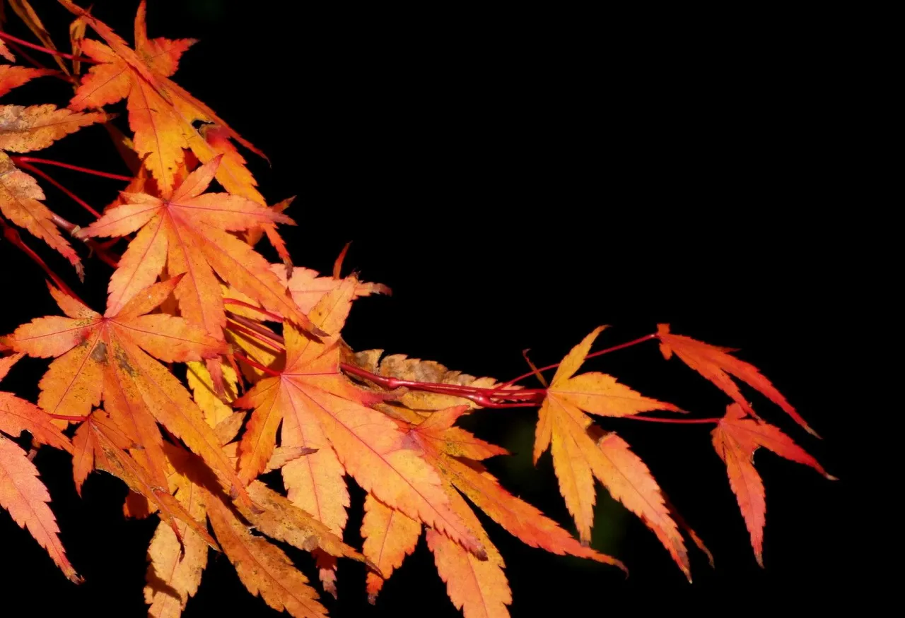 RD-0008-MapleLeaves5.jpg