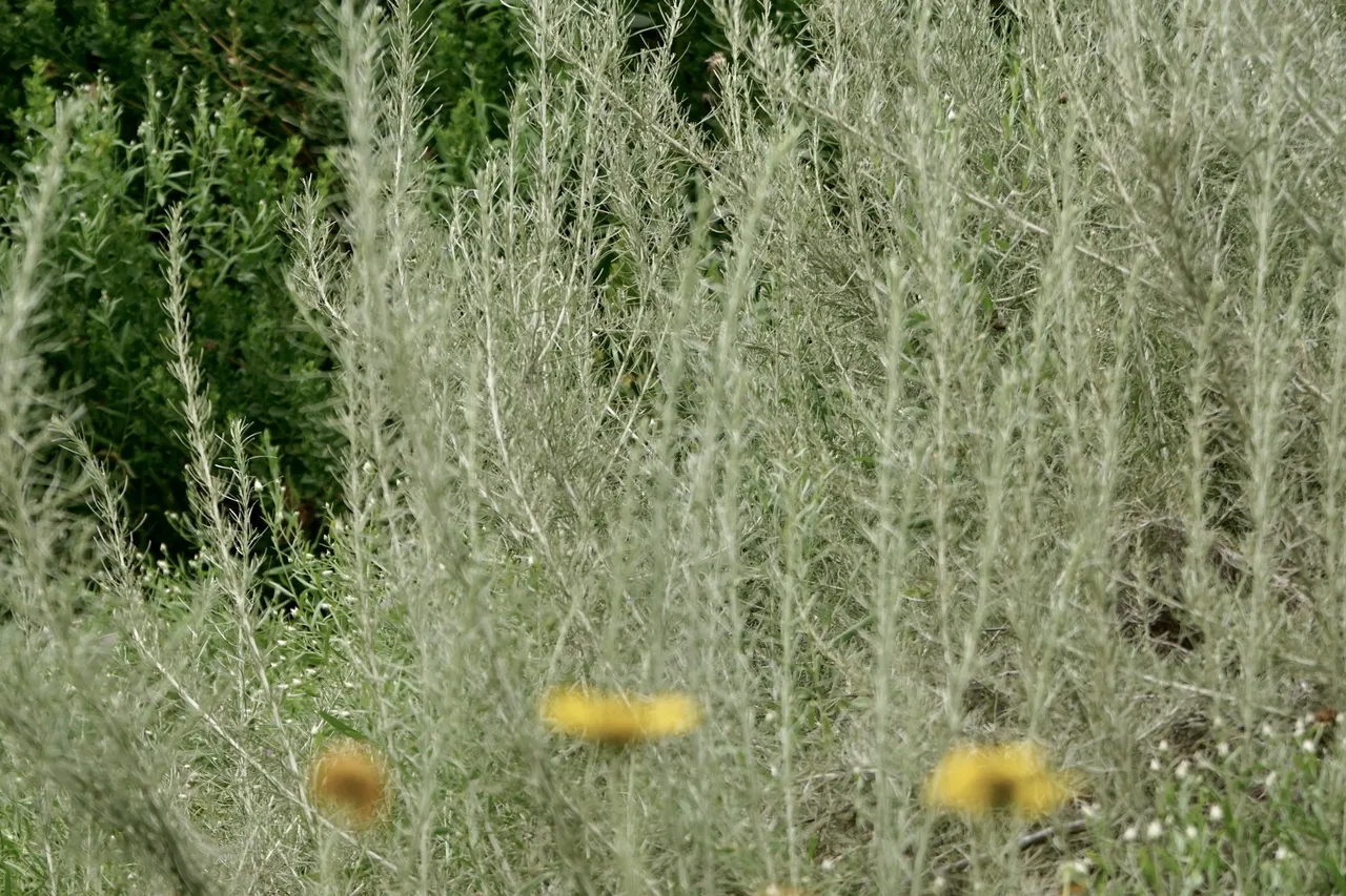 DSC05244.JPG