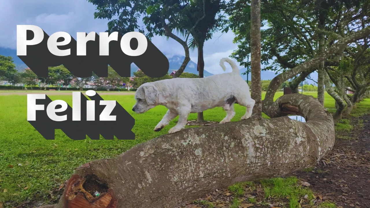 perro feliz.png