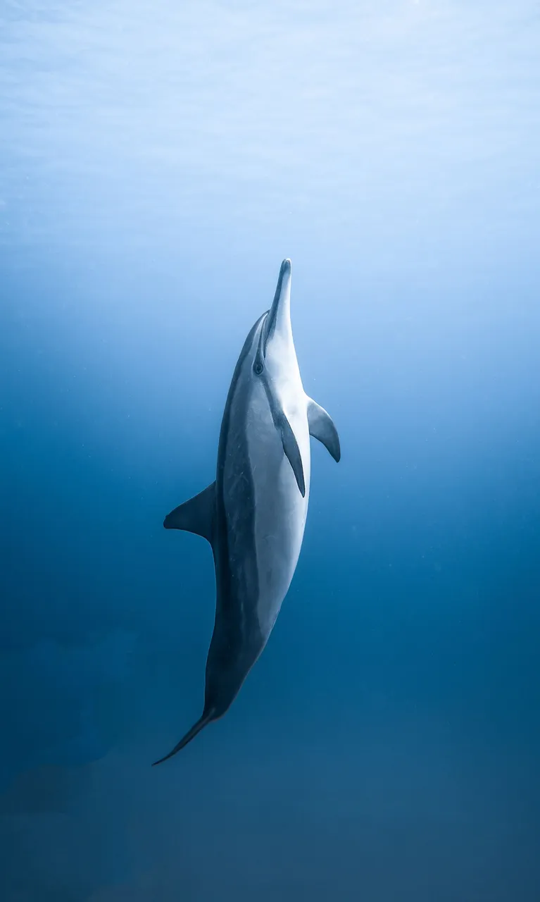 05-pexels-daniel-torobekov-4886378-Dolphin.jpg