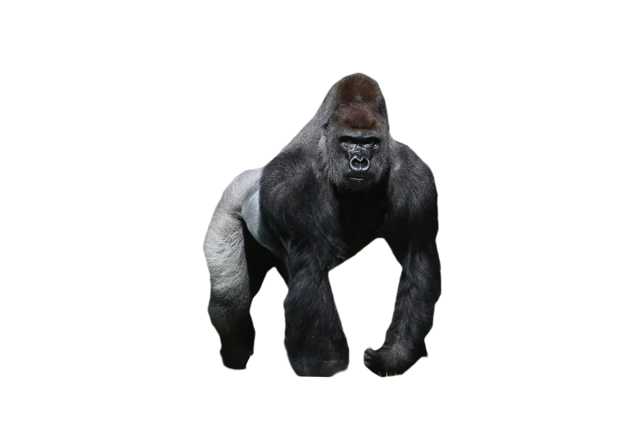 Gorilla - 1280x854.png