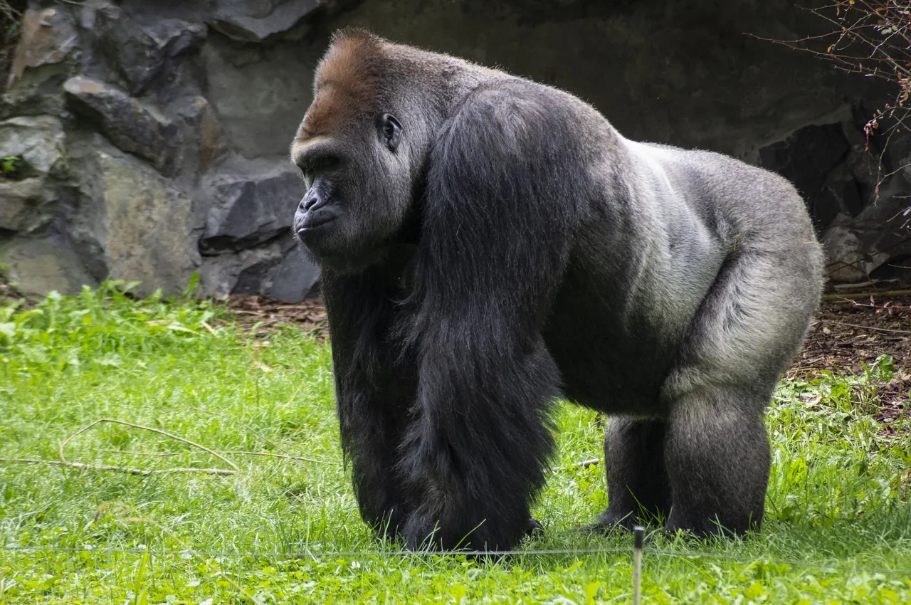 gorilla-4547188.jpg