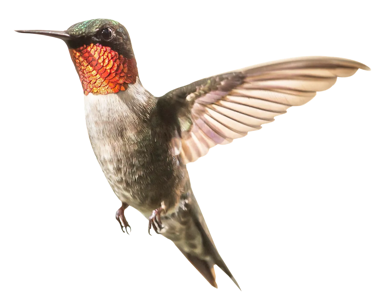 Hummingbird - 1630x1296.png