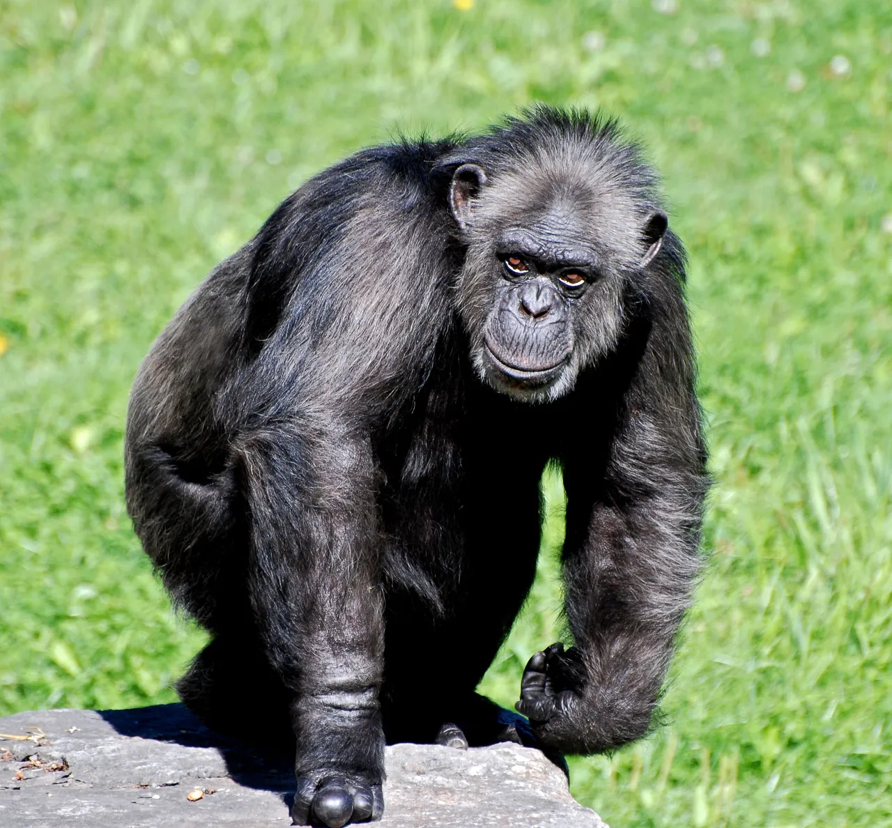 chimpanzee-1102600.jpg