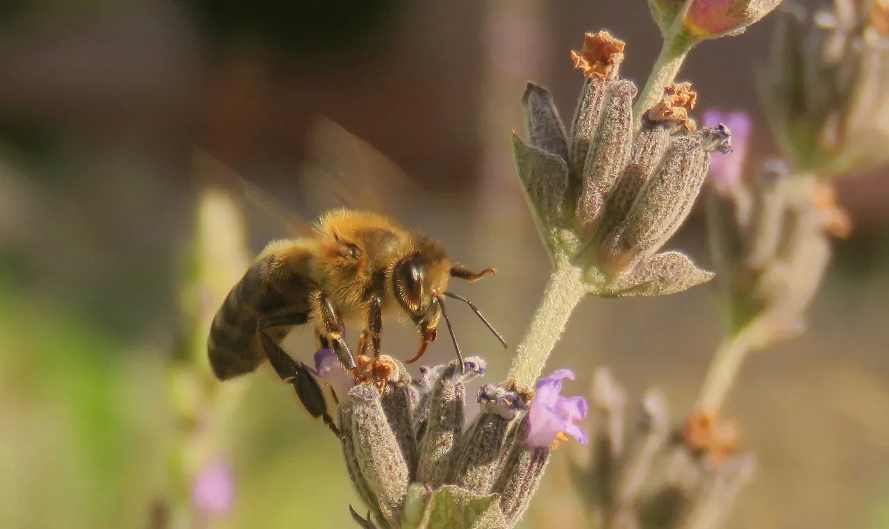 bee on lavander side.jpeg