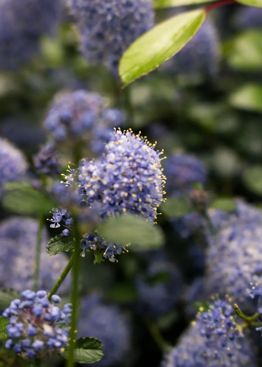 Small Purple flowers with multiple blurred points.jpg