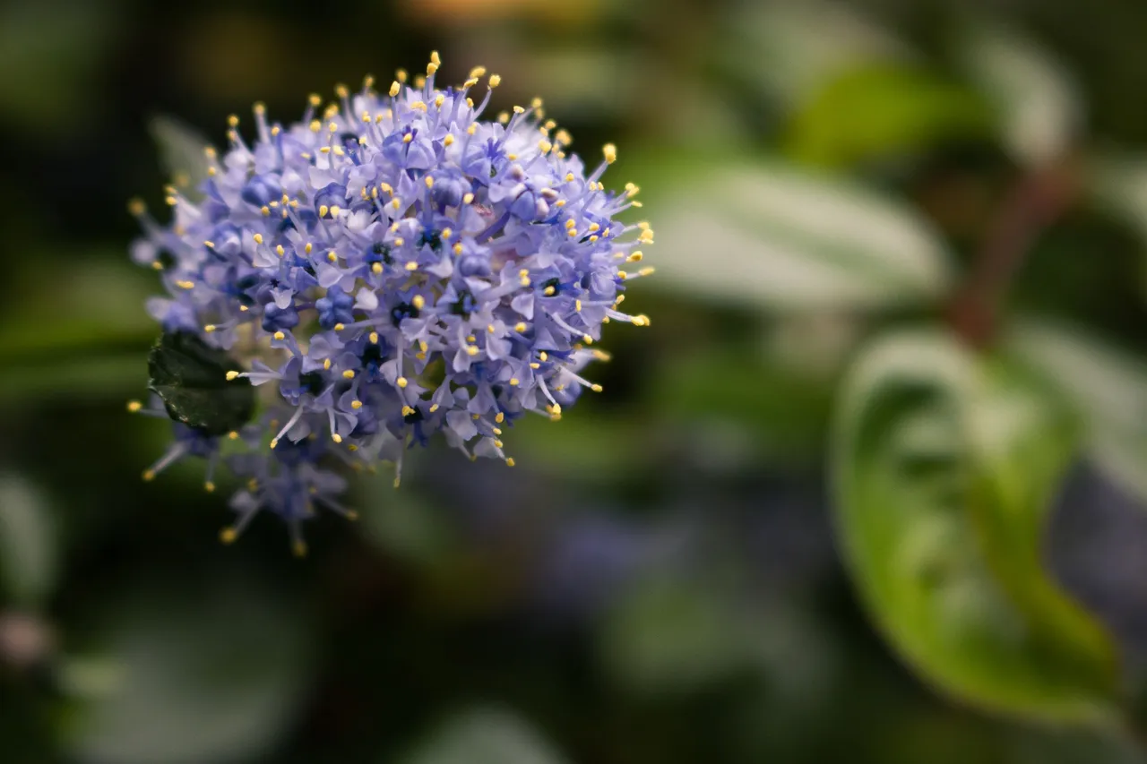 Small Purple flowers with a blurred green leafs background.jpg