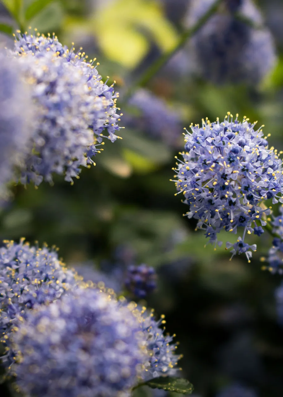 Small Purple flowers with a blurred green background.jpg