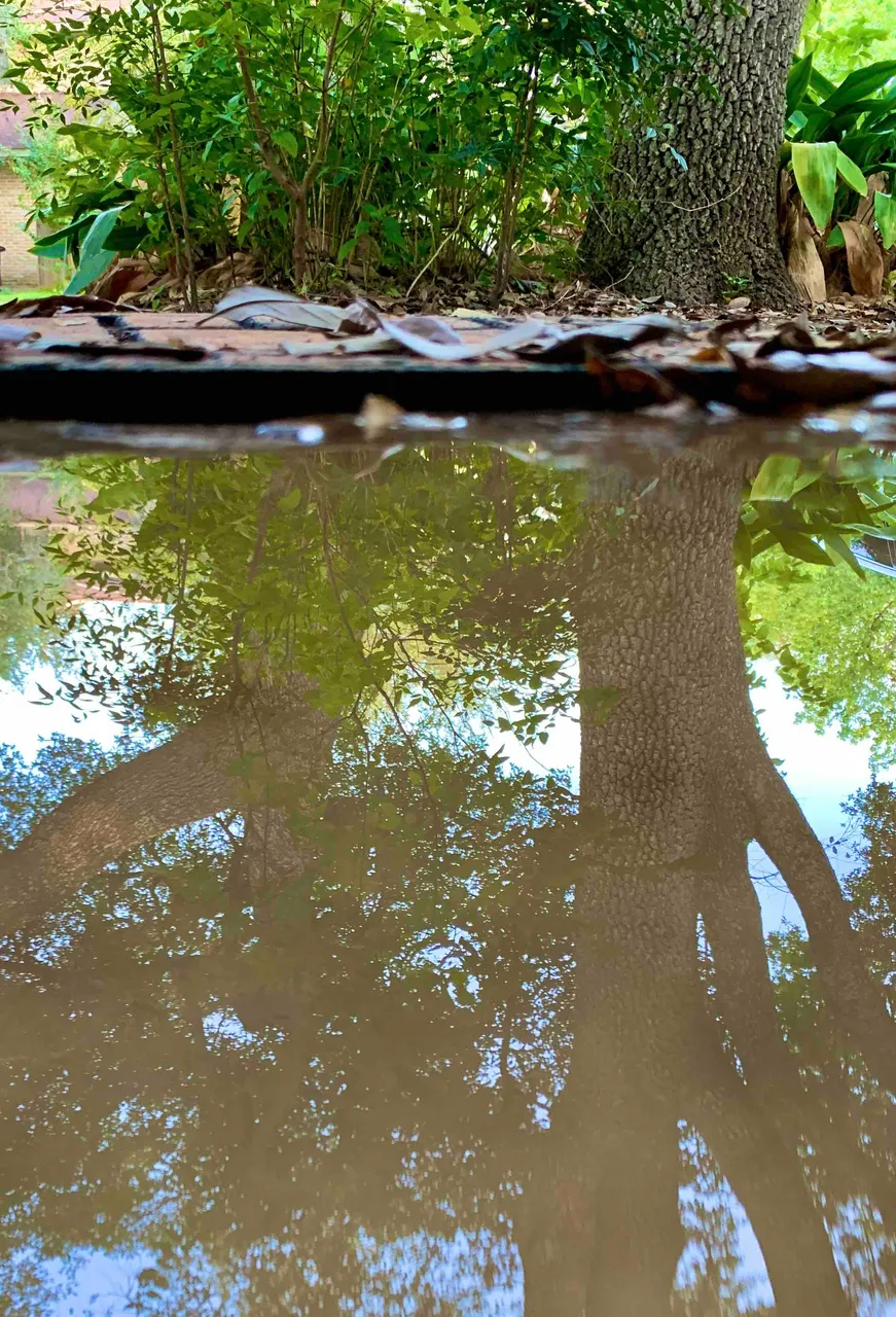 Tree Water Reflection.jpg