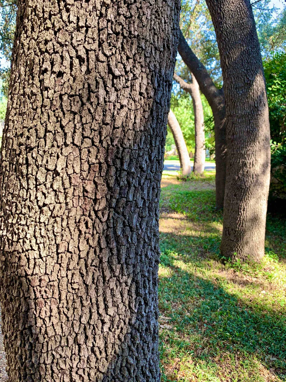 Oak Trees.jpg