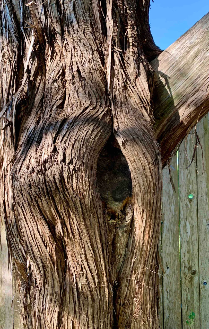 Texas Cedar Tree.jpg