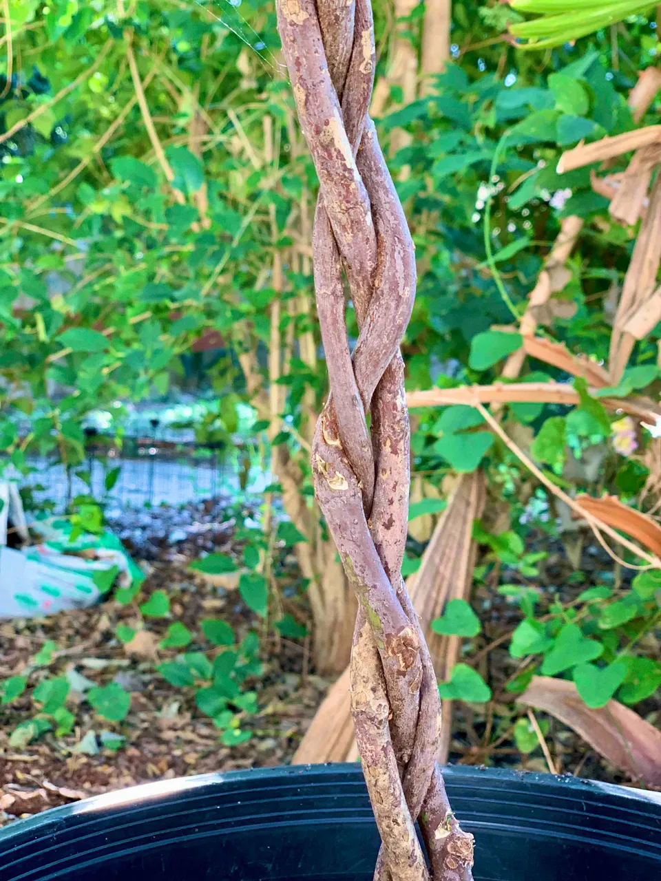 Braided Gardenia trunk.jpg