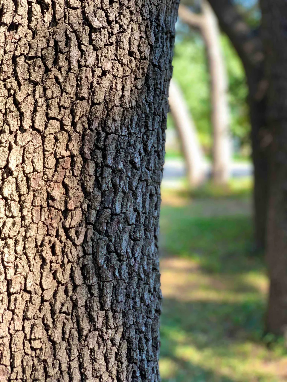 Oak Tree Trunk Portrait Mode.jpg