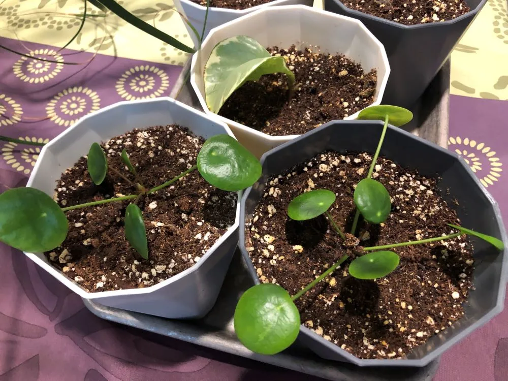 WaterPropagation5.jpg