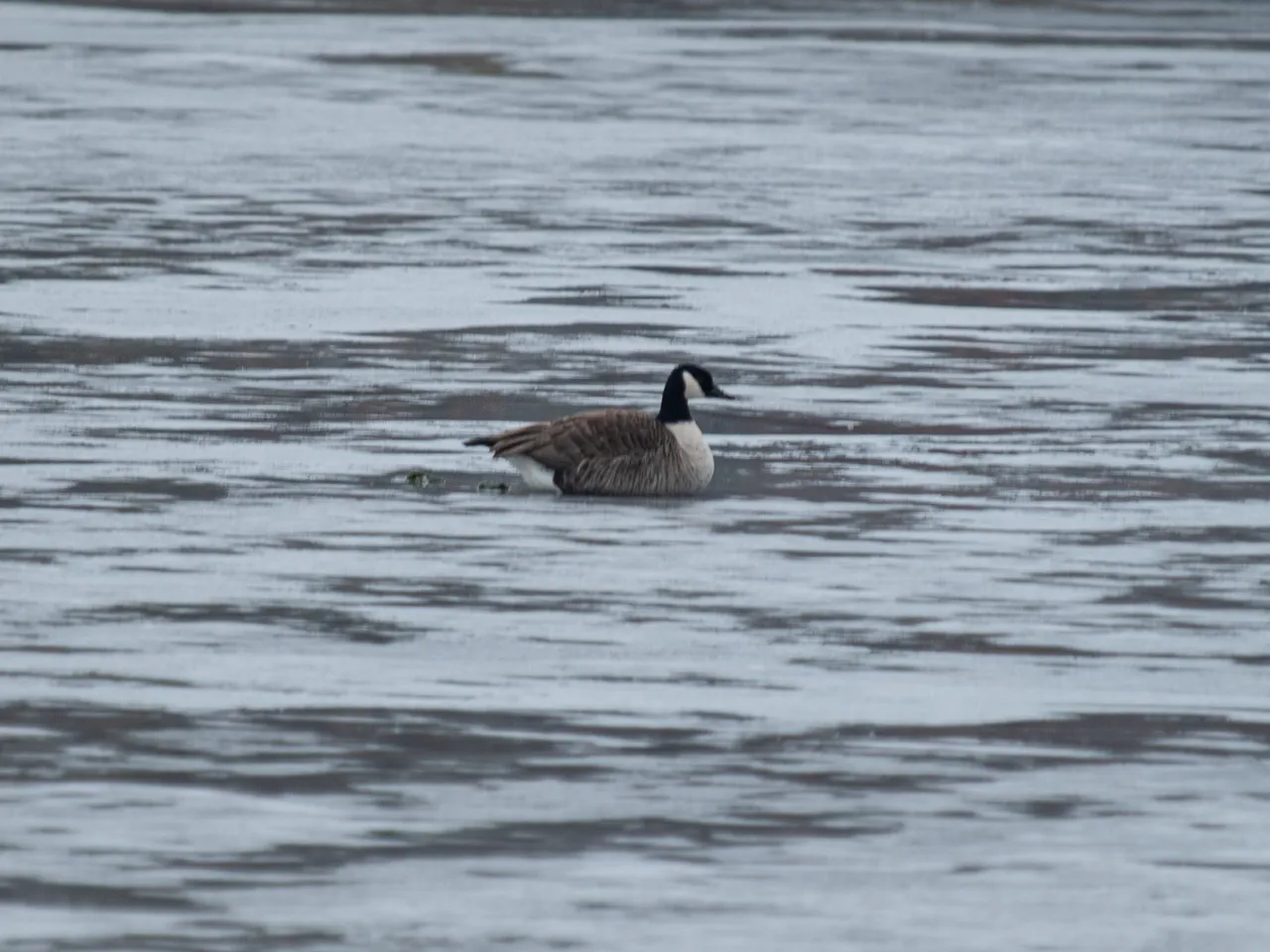 P1012634-Enhanced-NR copy.jpg