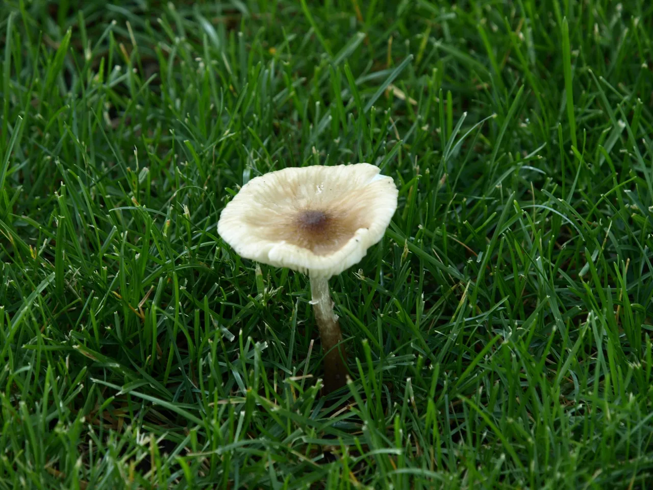 P1013588.JPG
