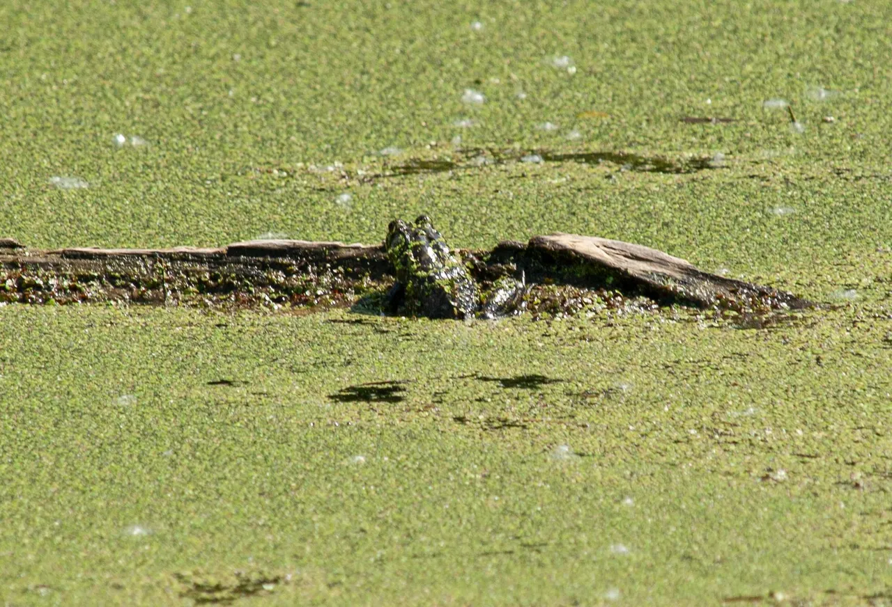 P1013599 copy.jpg