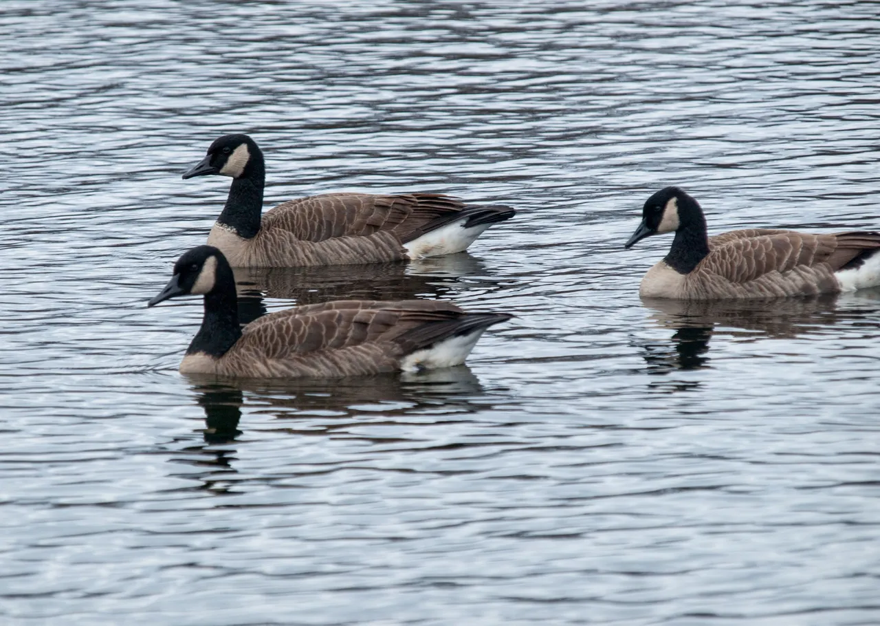 P1012504 copy.jpg