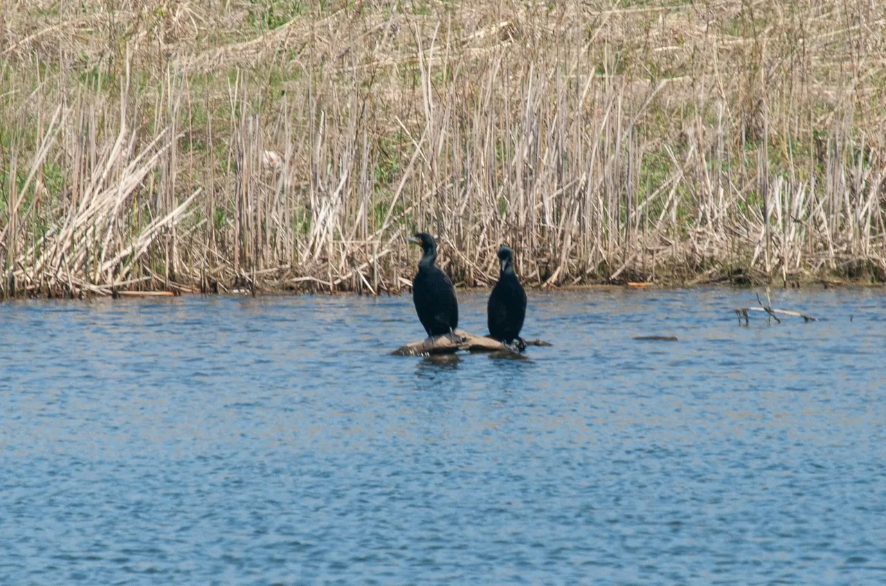 P1011337 copy.jpg