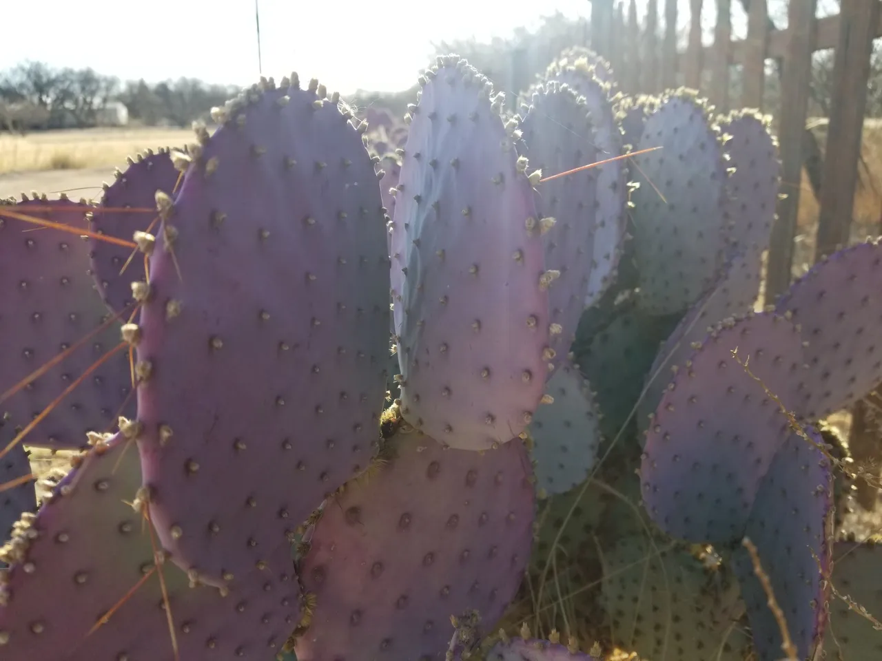 20250327_073715.jpg