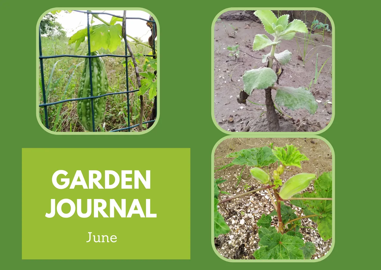 Gardenjournal_June_2021.png