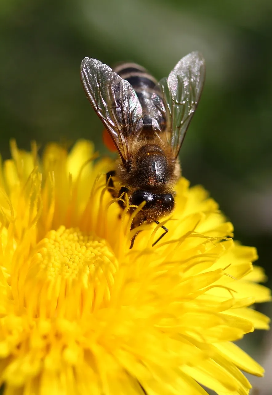 dandelion-3294086_1280.jpg