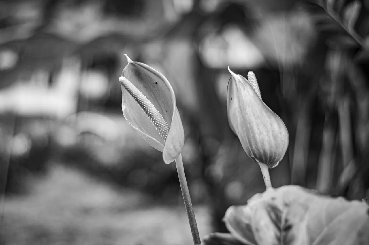 DSC_0189 (1).jpg