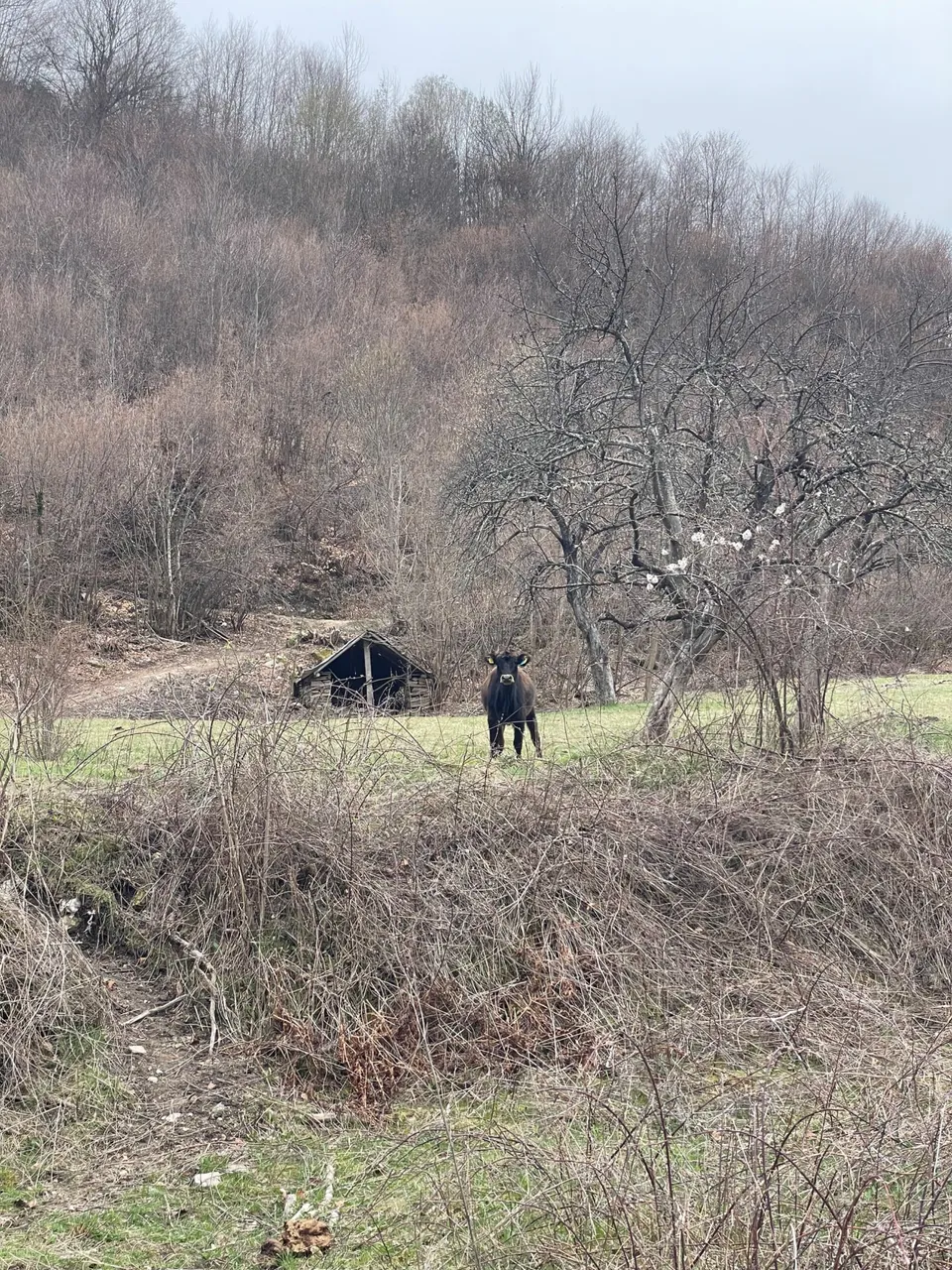 IMG_0476.jpeg