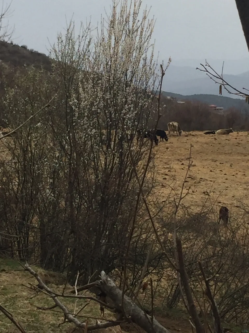 IMG_0057.jpeg