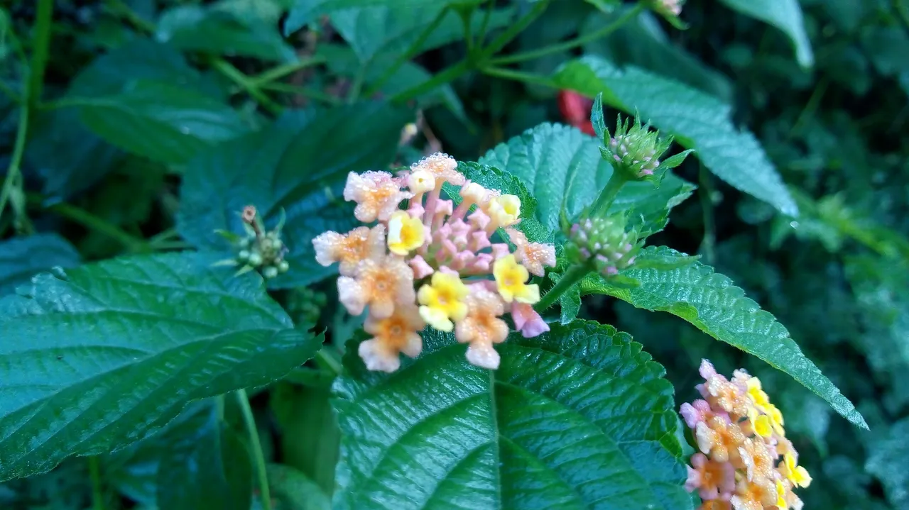 IMG_20220908_081745161.jpg
