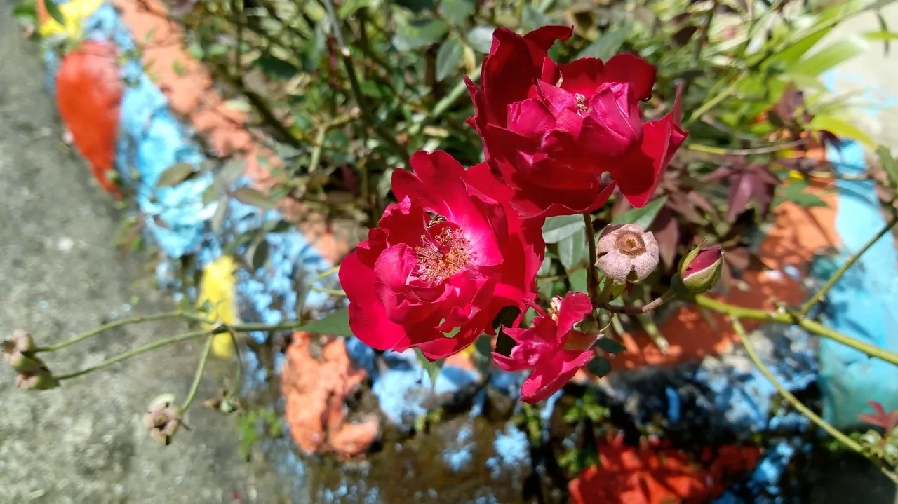 IMG_20220913_102743980.jpg