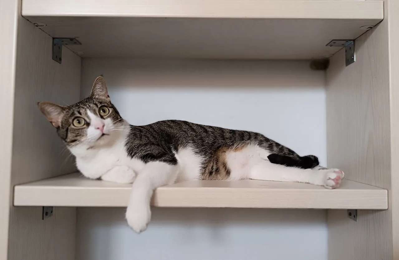 Free shelving unit (5).jpg