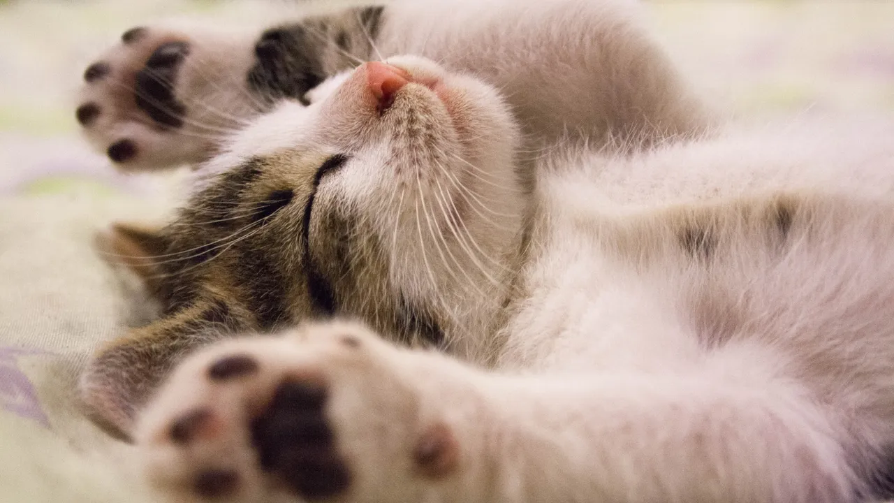 kitten sleeping.png