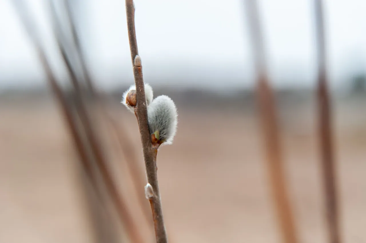DSC_7486.jpg