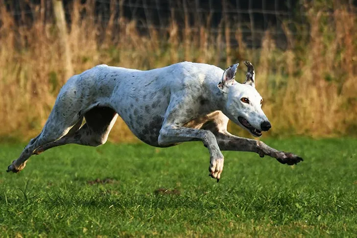 Greyhound-running.jpg