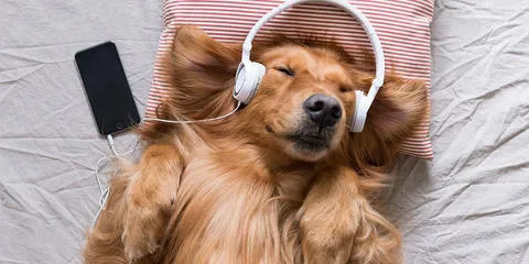 doggy music.jpg