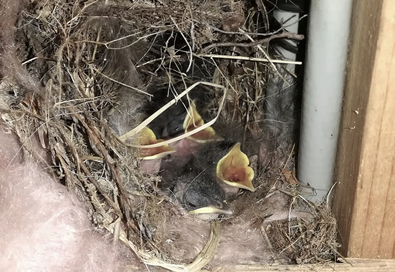 Birds_Need.jpg
