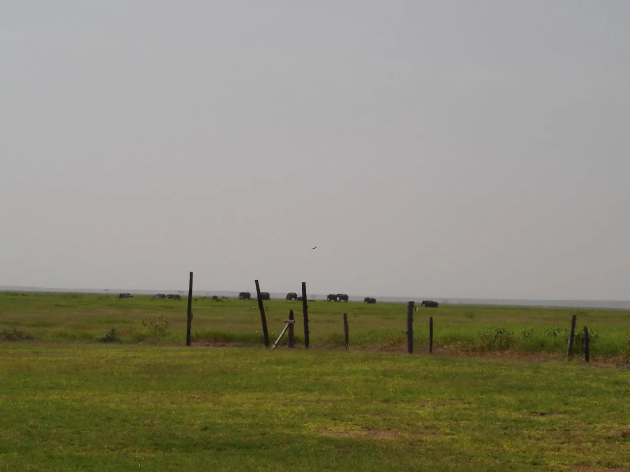 View from cottage over Amboseli plains.jpg