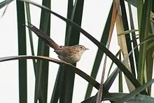 SaurabhSawant_Rufous-ventedPrinia_Harike_MG_7576.jpg