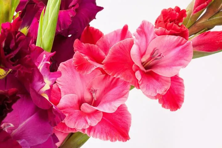 gladiolus-updated-1920x1280px_pixabay_full_width.jpg