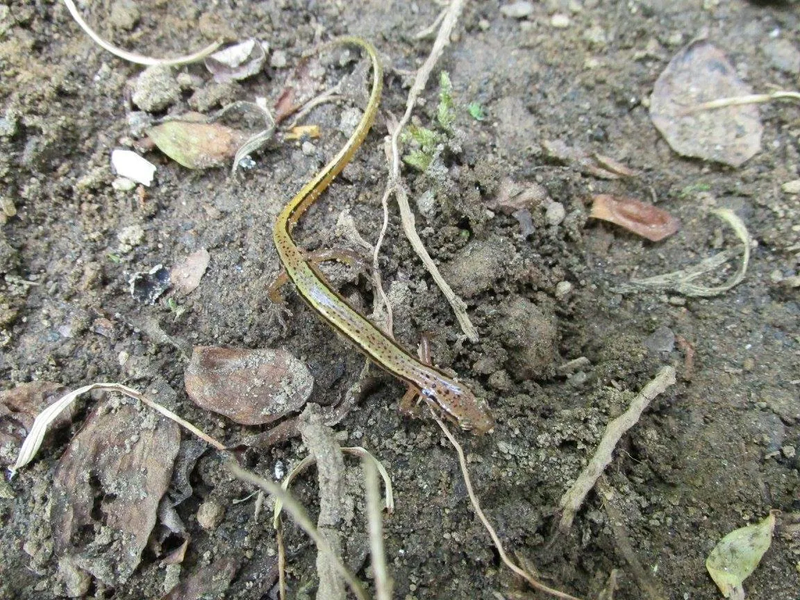 Blue_Ridge_Two-Lined_Salamander_Eurycea_wilderae.jpg