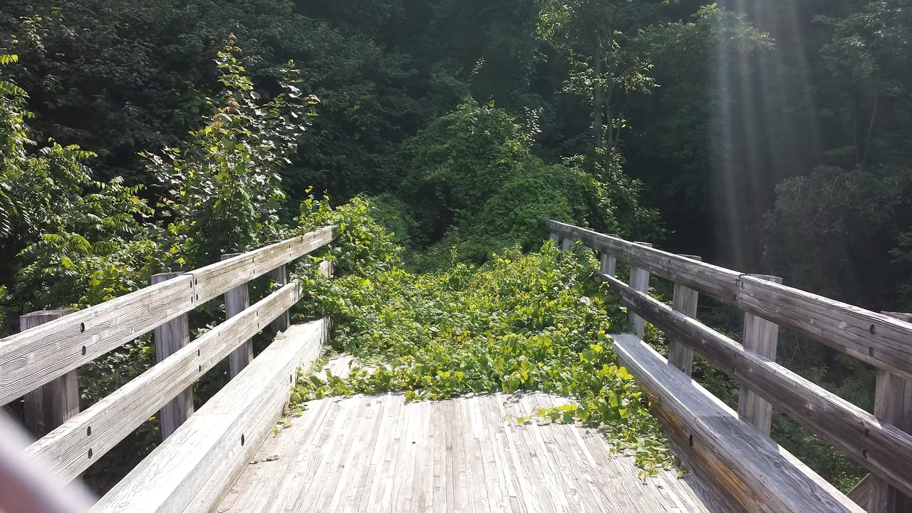 Brücke mit Pflantensackgasse716610_1920.jpg